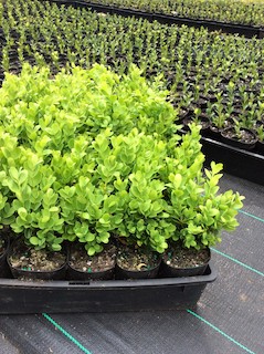 Buxus Dutch / Dwarf