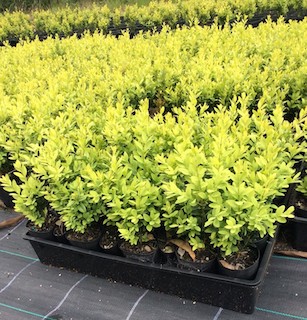 Buxus English Box