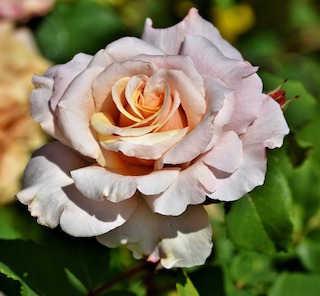 Julia’s Rose